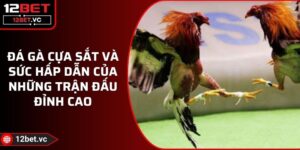 Đá Gà Cựa Sắt Và Sức Hấp Dẫn Của Những Trận Đấu Đỉnh Cao 8 Đá Gà Cựa Sắt Và Sức Hấp Dẫn Của Những Trận Đấu Đỉnh Cao