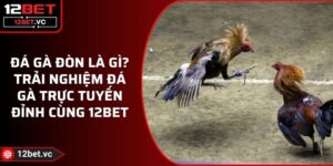 Đá Gà Đòn Là Gì? Trải Nghiệm Đá Gà Trực Tuyến Đỉnh Cùng 12BET 12 Đá Gà Đòn Là Gì? Trải Nghiệm Đá Gà Trực Tuyến Đỉnh Cùng 12BET