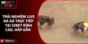 Trải Nghiệm Live Đá Gà Trực Tiếp Tại 12BET Đỉnh Cao, Hấp Dẫn 4 Trải Nghiệm Live Đá Gà Trực Tiếp Tại 12BET Đỉnh Cao, Hấp Dẫn